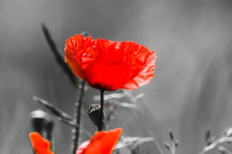 Lonely Black Poppy