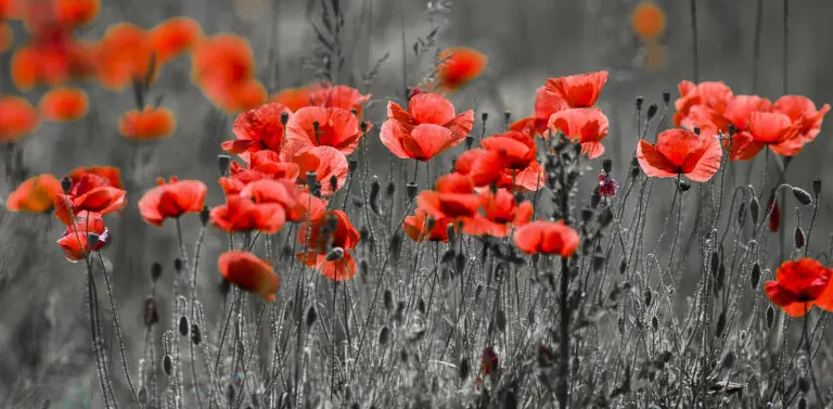 Black Poppy3