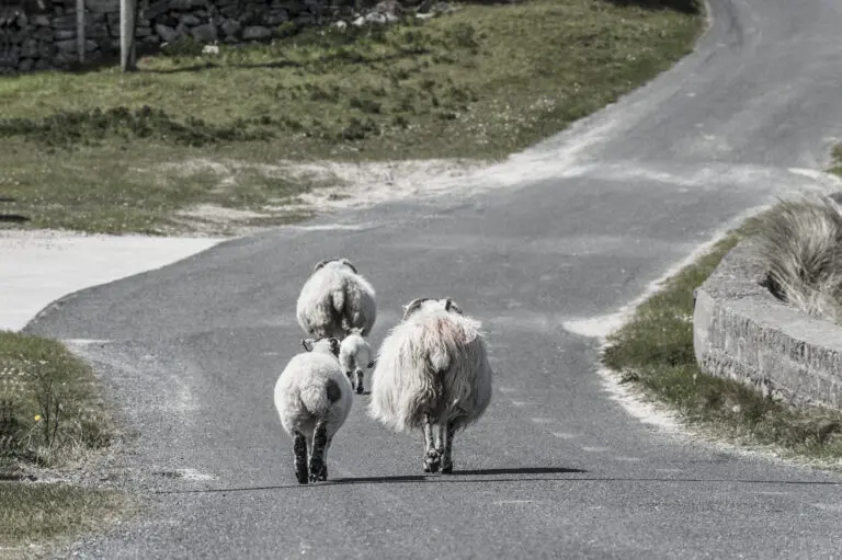  (312) Spaziergang präsentiert: Landschaften, Sonstige, Sonstige Tiere, Tiere