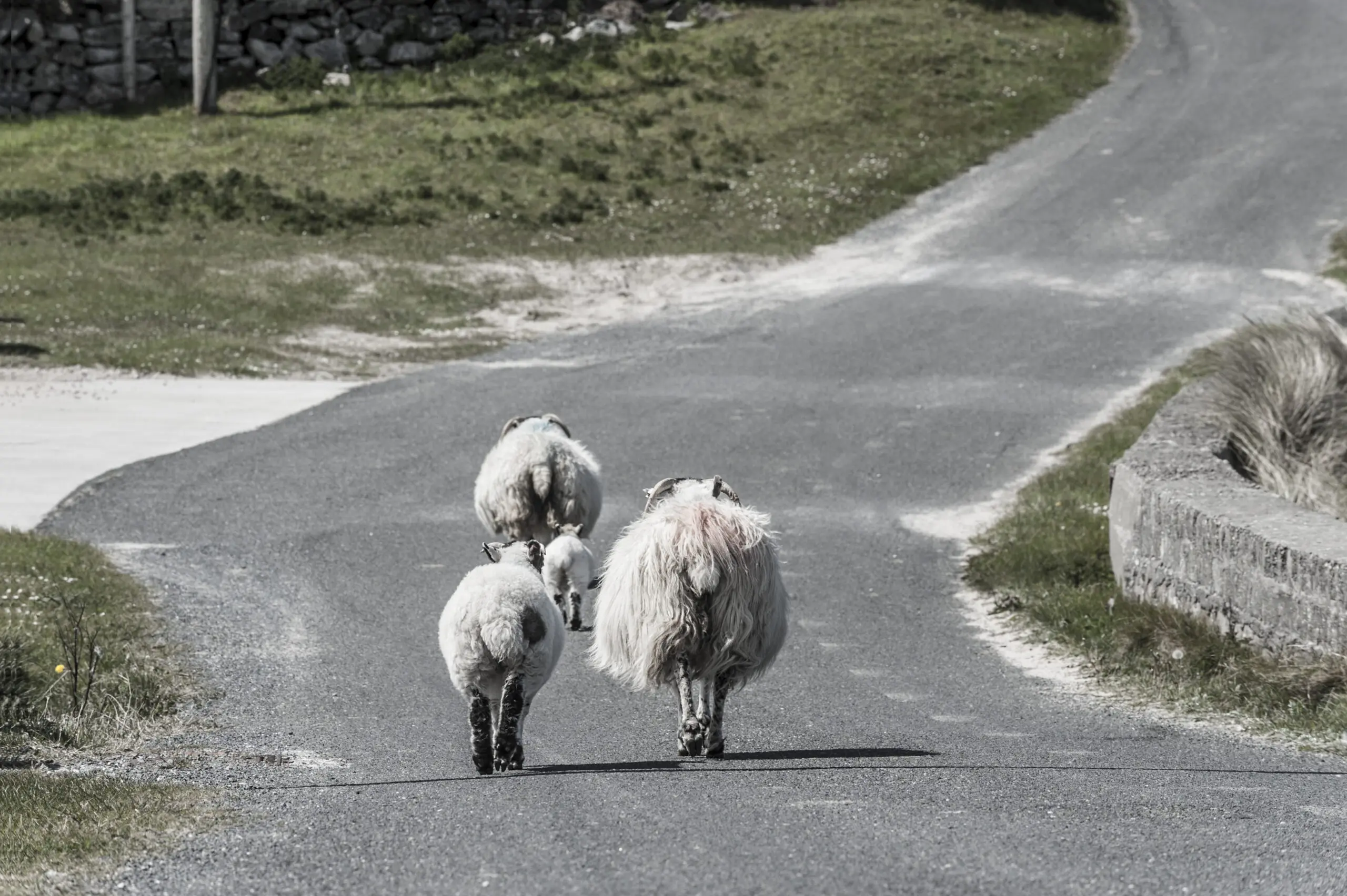 Wandbild (312) Spaziergang präsentiert: Tiere,Landschaften,Sonstige,Sonstige Tiere