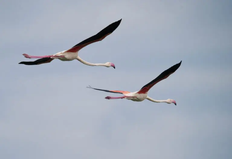  (288) Flying free präsentiert: Tiere, Vögel