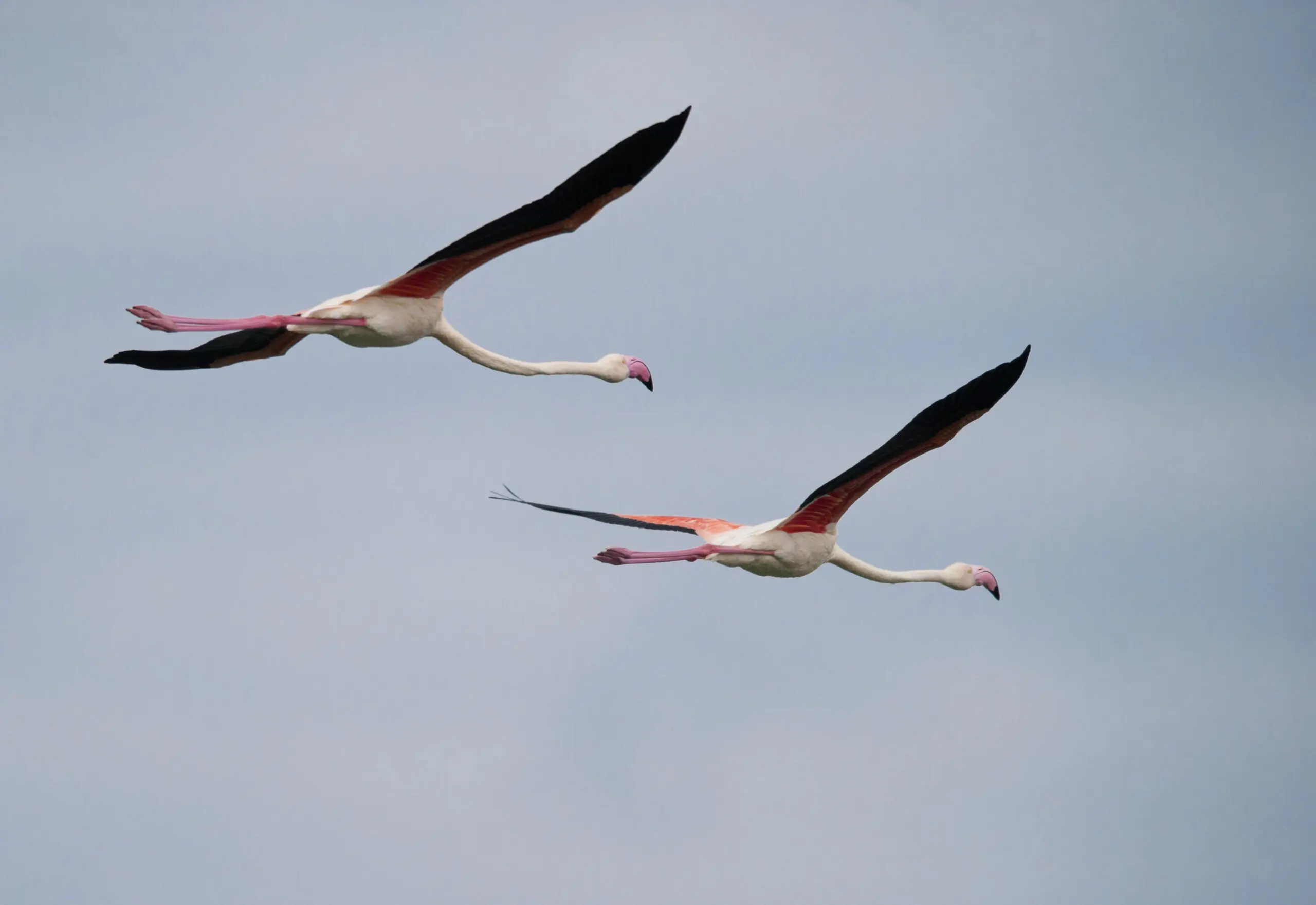 Wandbild (288) Flying free präsentiert: Tiere,Vögel