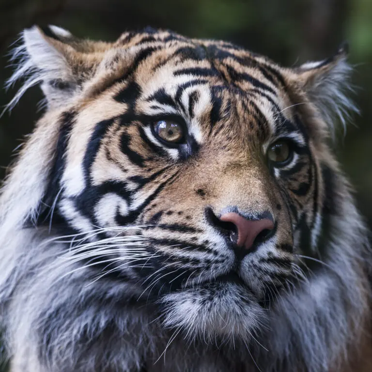  (296) Eye of the tiger präsentiert: Aus Afrika, Tiere, Wildtiere