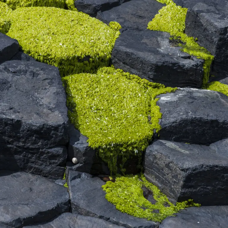  (294) Green Basalt präsentiert: Details und Strukturen, Natur, Steine