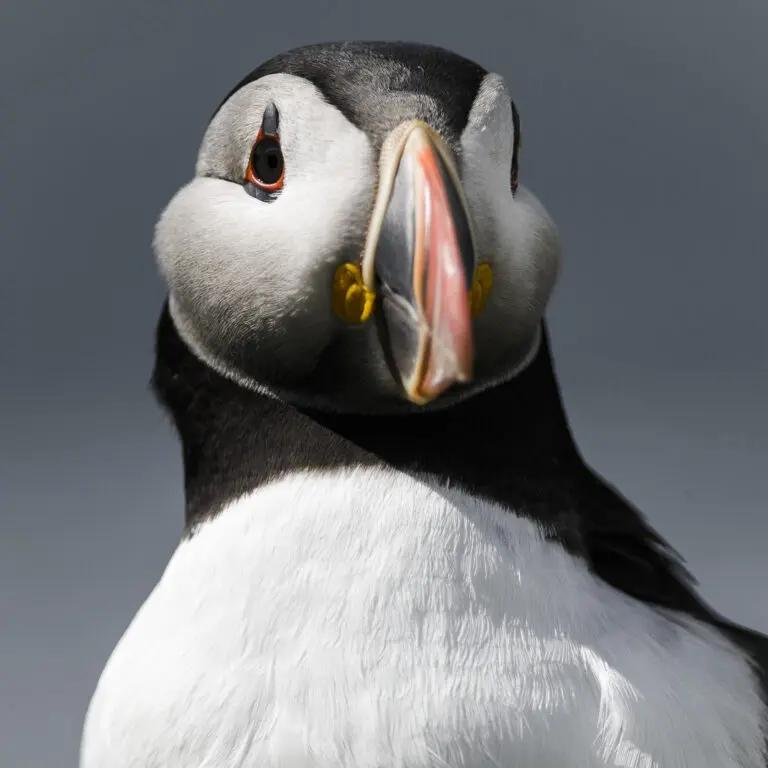 Puffin Face