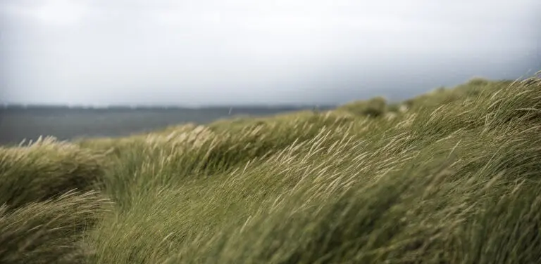  (333) Wildgras präsentiert: Landschaften, Meere, Sonstige, Wasser