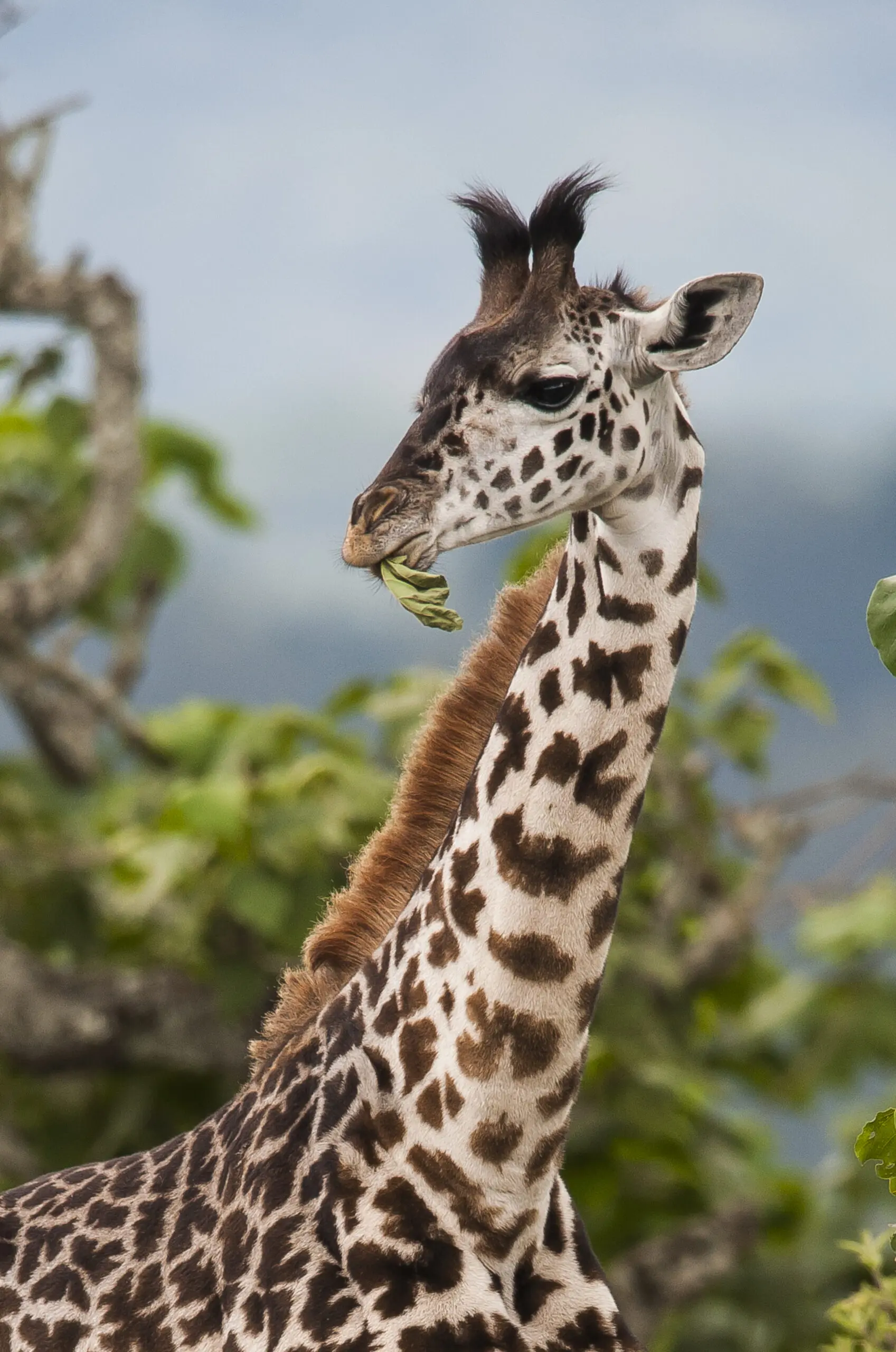 Wandbild (330) Oben sind die Besten präsentiert: Tiere,Sonstige Tiere,Aus Afrika