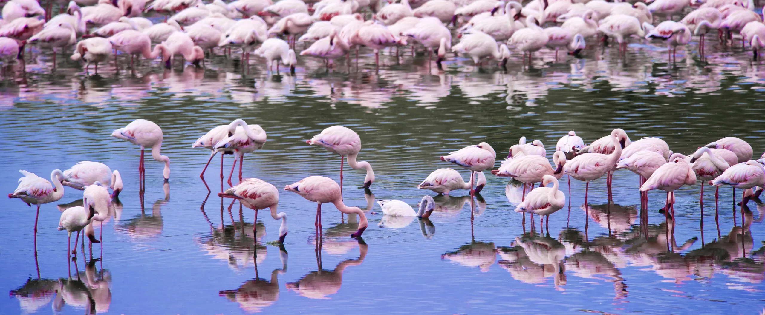 Wandbild (329) Pink School präsentiert: Wasser,Tiere,Vögel,Wasserspiegelungen