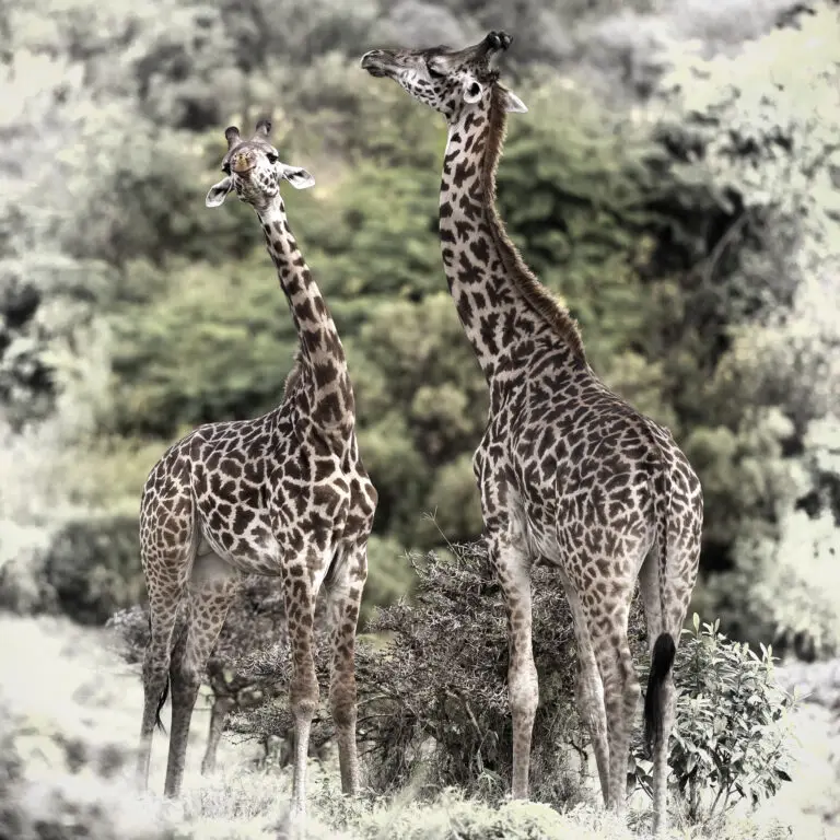 Girafes
