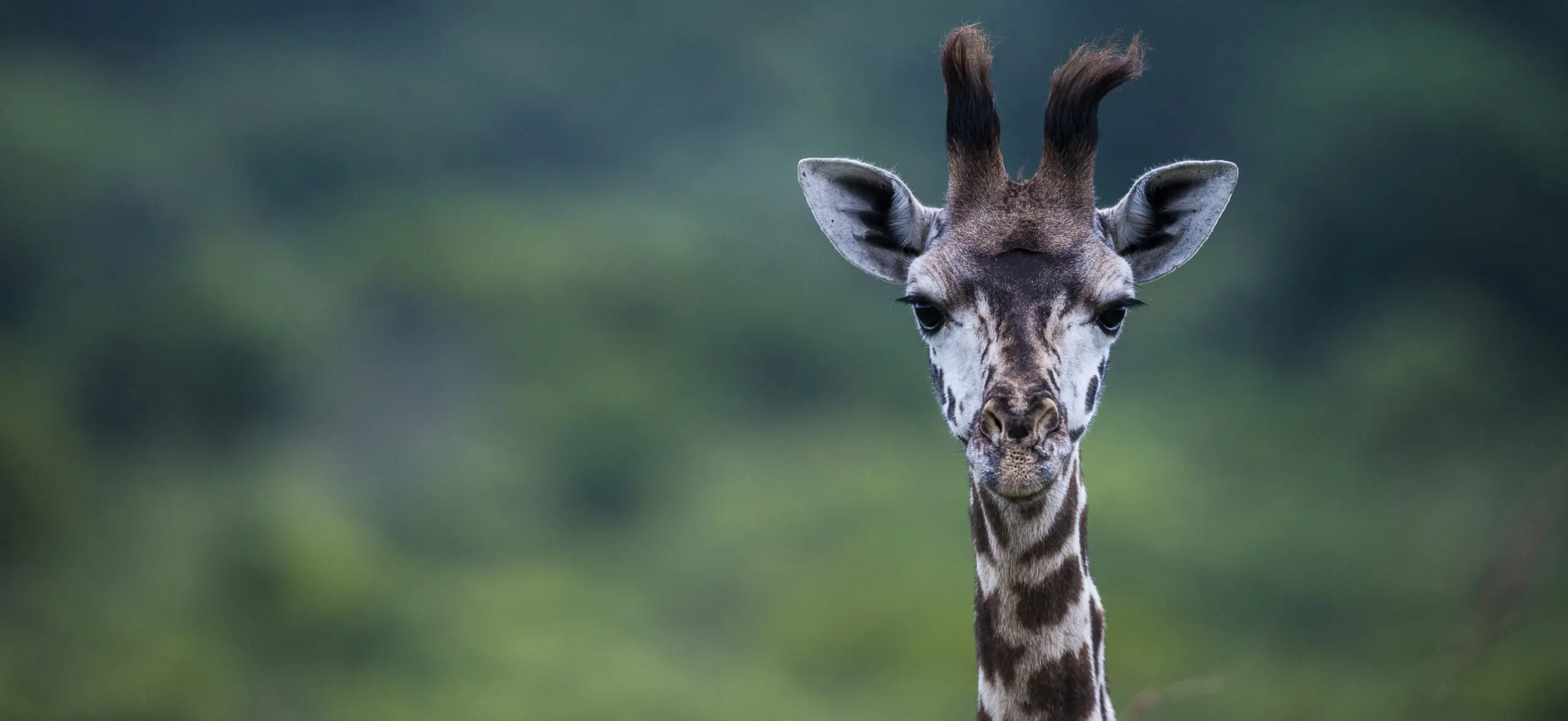 Wandbild (373) Lookout präsentiert: Tiere,Aus Afrika
