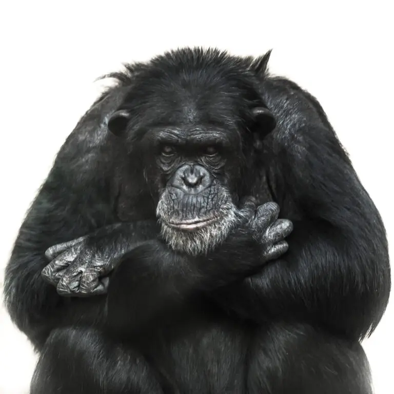  (343) Chimpanzee präsentiert: Aus Afrika, Tiere