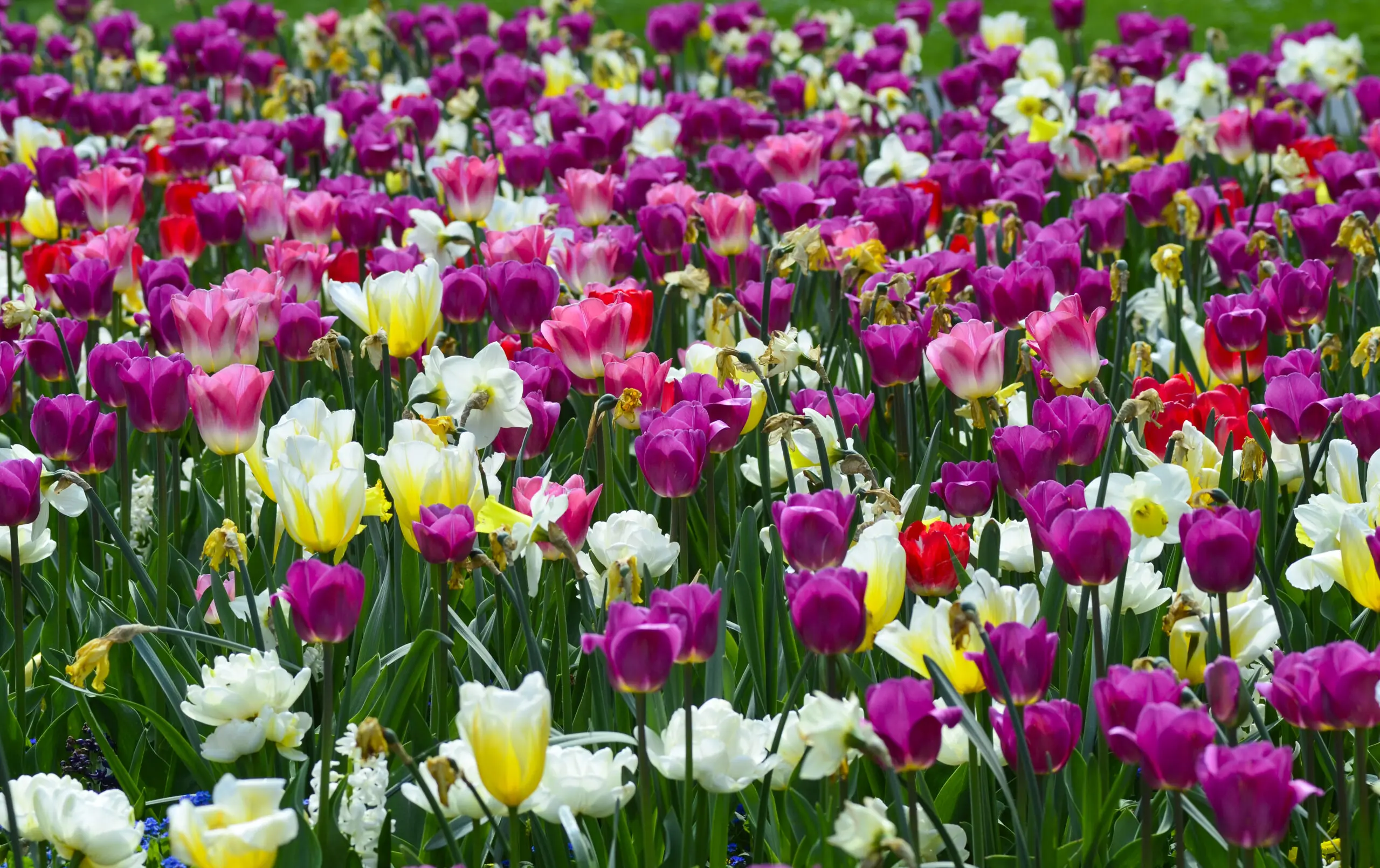 Wandbild (341) Tulpenfeld präsentiert: Natur,Blumen und Blüten
