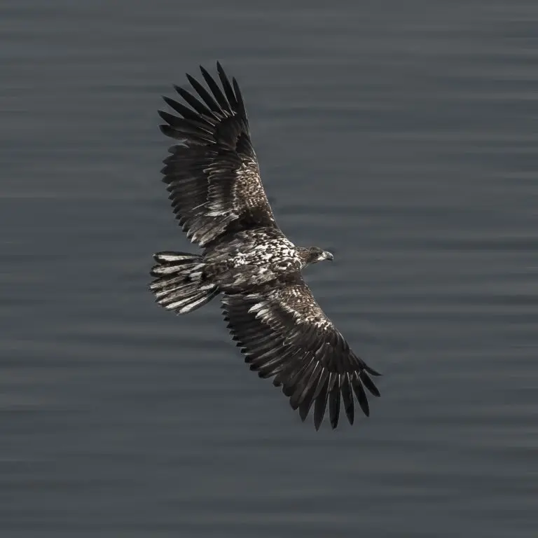  (340) Flying High präsentiert: Tiere, Vögel