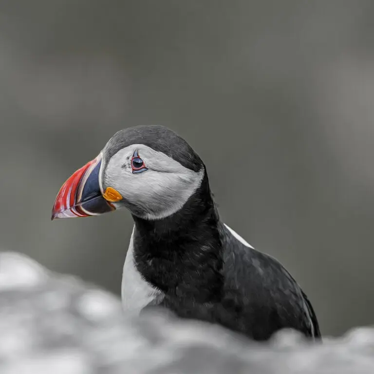 Puffin 7