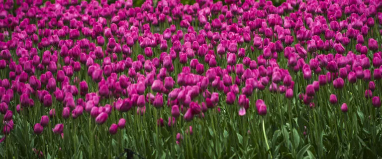  (363) Pink Flower Dream präsentiert: Blumen und Blüten, Natur