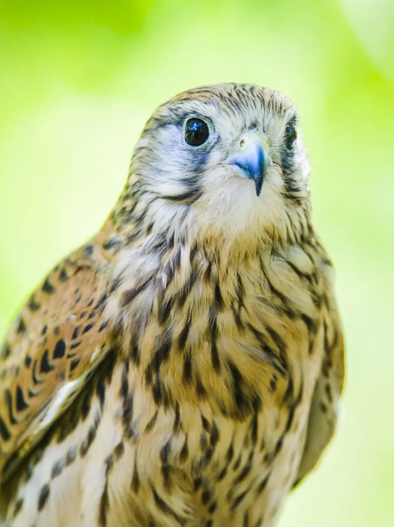 Falcon green