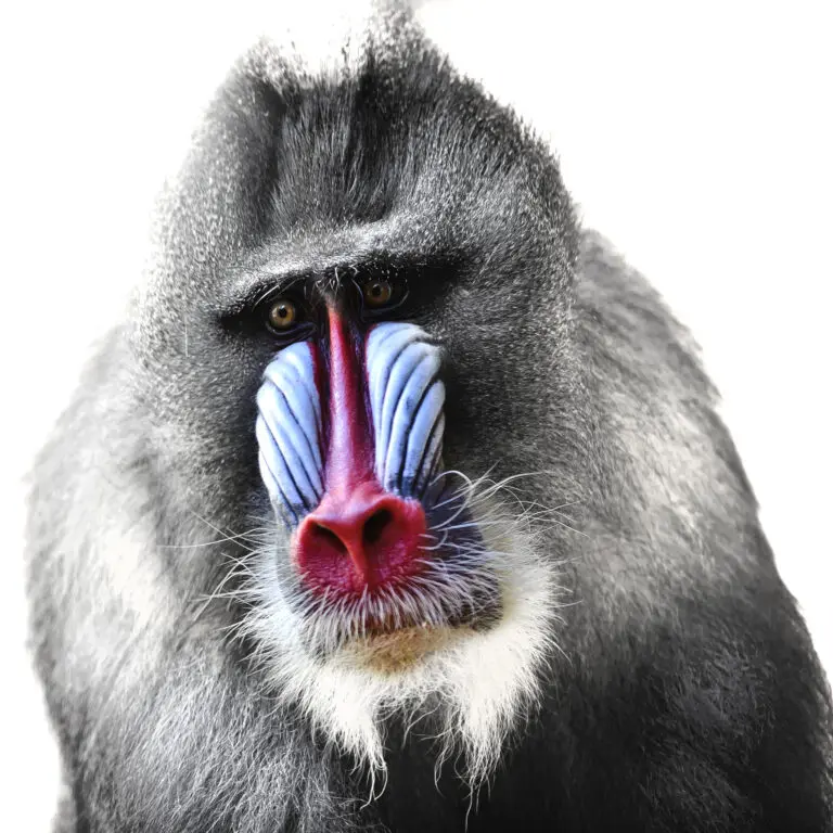 Mandrill