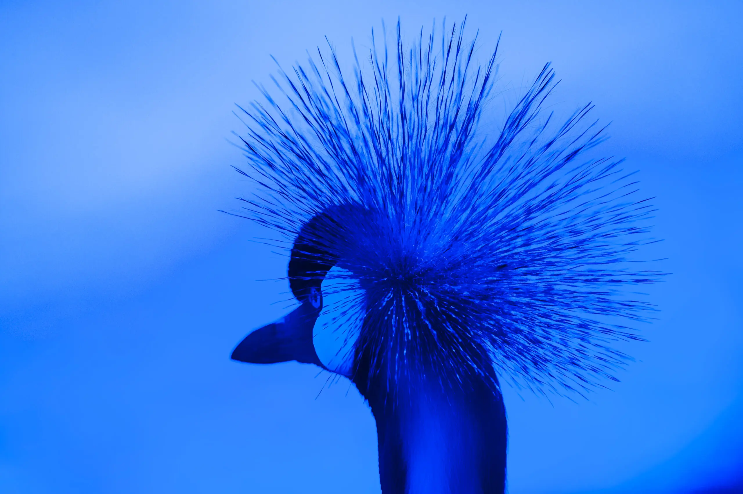 Wandbild (349) Bleue crowne präsentiert: Tiere,V&ouml;gel