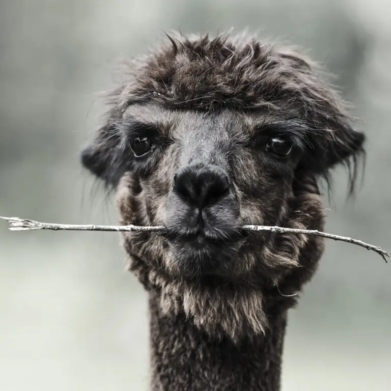  (345) Alpaka präsentiert: Sonstige Tiere, Tiere