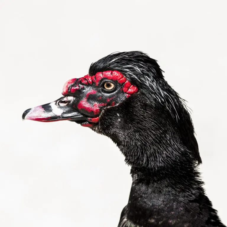  (386) Red Face präsentiert: Tiere, Vögel