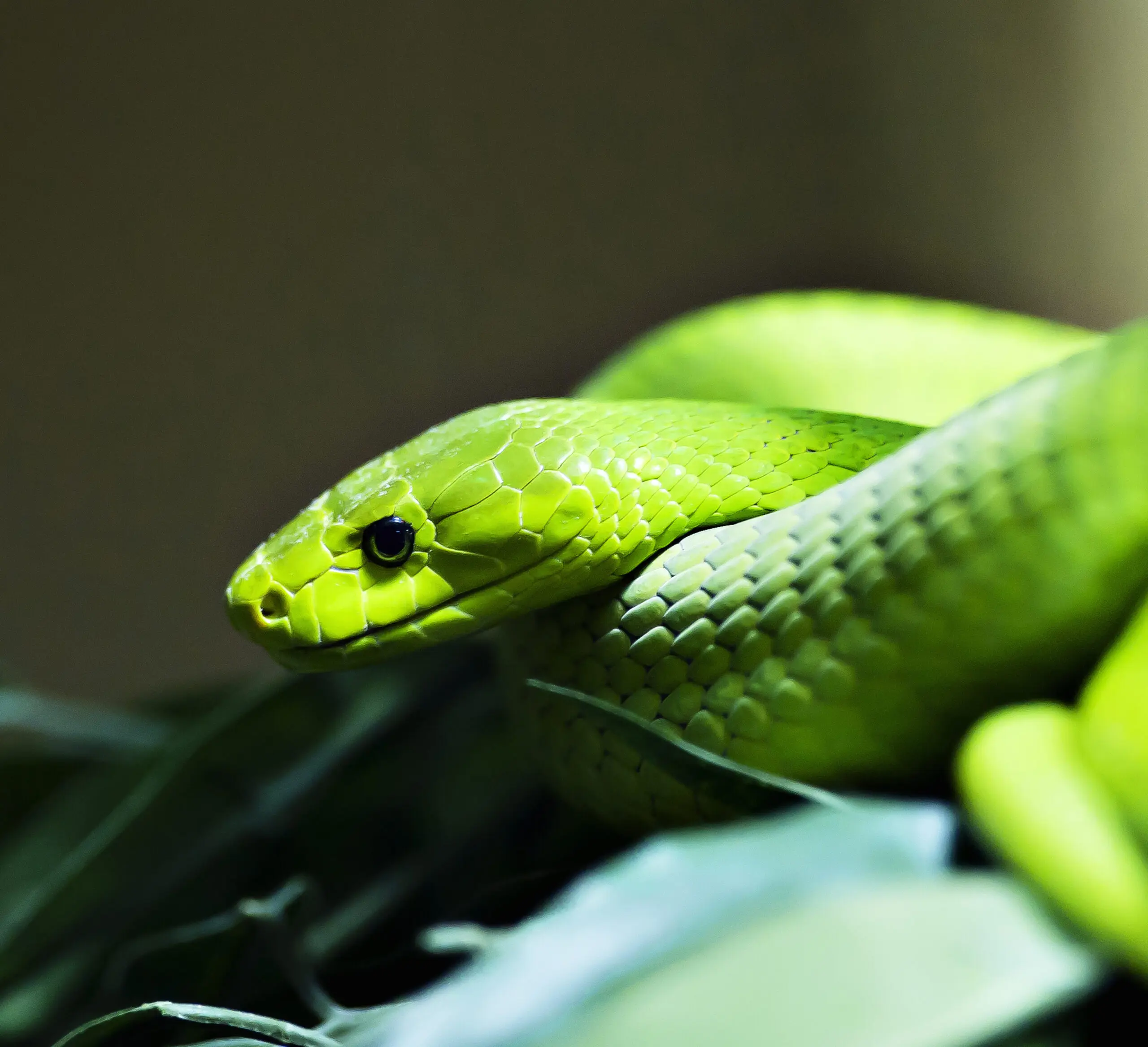 Wandbild (427) Mamba präsentiert: Tiere,Amphibien