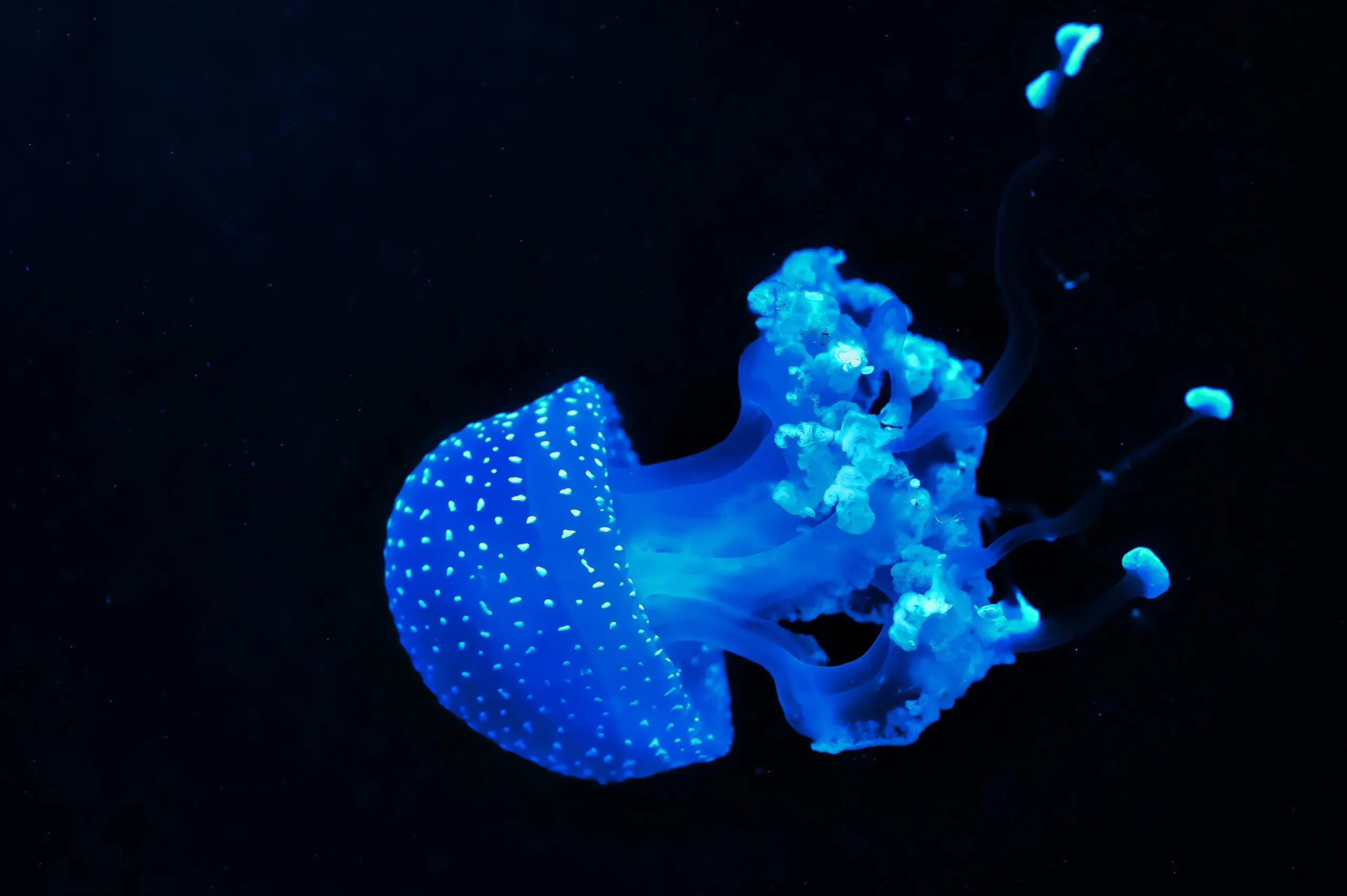  (426) Jelly fish präsentiert: Sonstige Tiere, Tiere, Unterwasser, Wasser