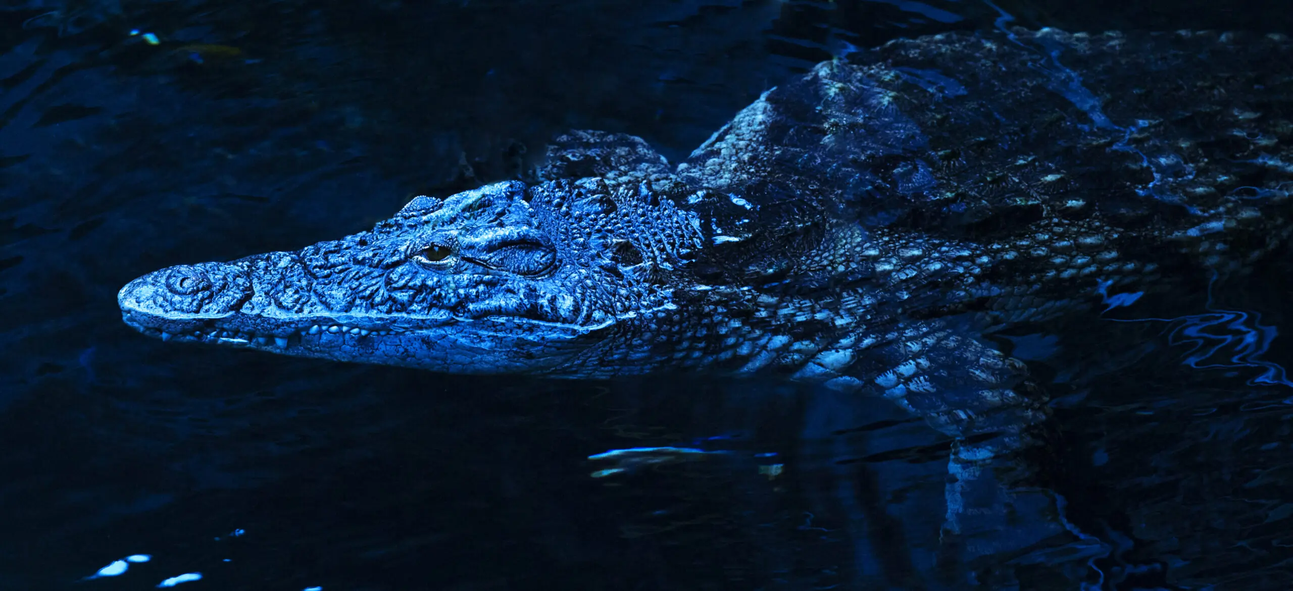 Wandbild (424) Danger Croc präsentiert: Wasser,Tiere,Wildtiere,Aus Afrika