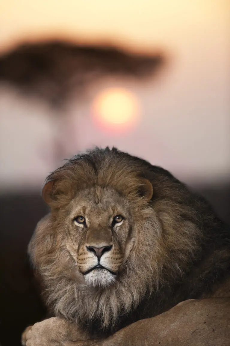 Sundowner