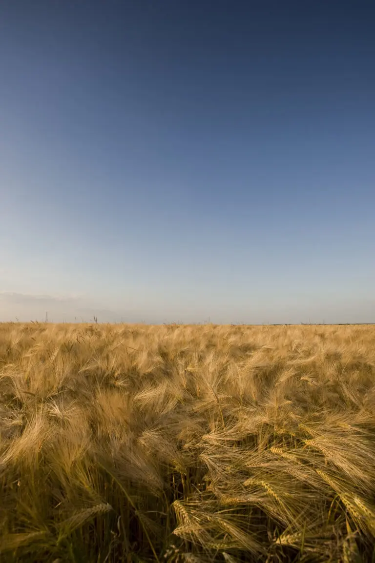  (408) Blowing in the wind präsentiert: Landschaften, Sommer, Sonstige