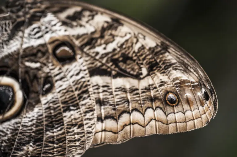  (400) Black wing präsentiert: Tiere, Natur, Schmetterlinge