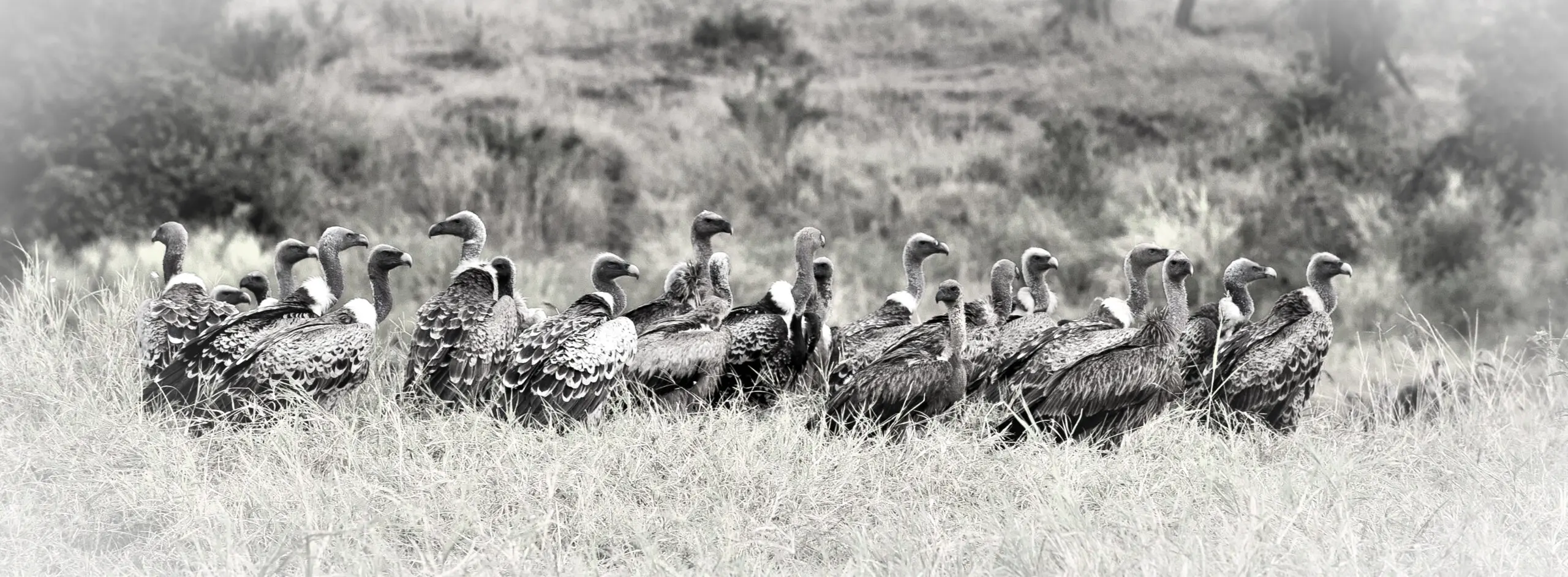 Wandbild (418) Hols der Geier präsentiert: Tiere,Vögel,Aus Afrika