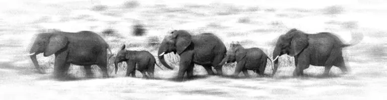 Running Family