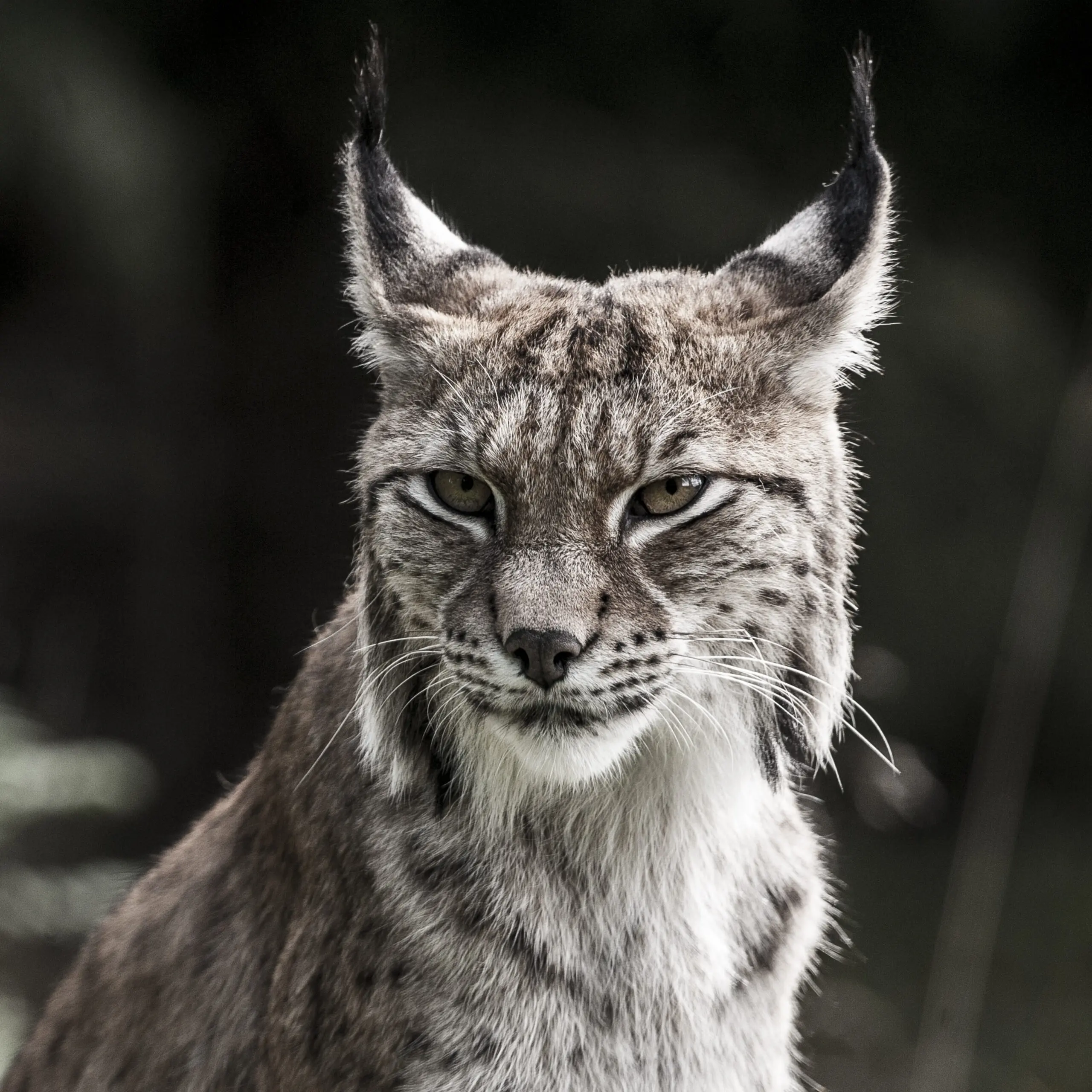 Lynx lynx