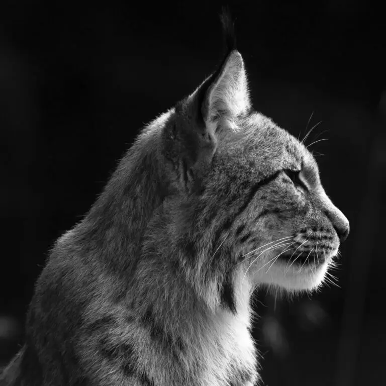 Lynx