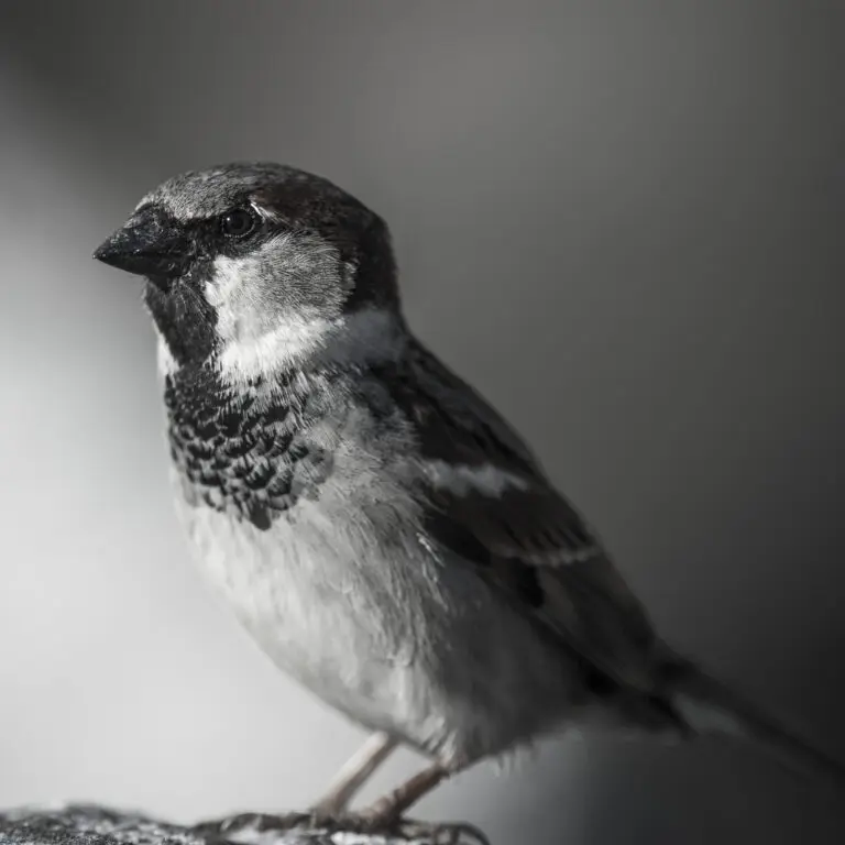  (474) Spatzl präsentiert: Tiere, Natur, Vögel