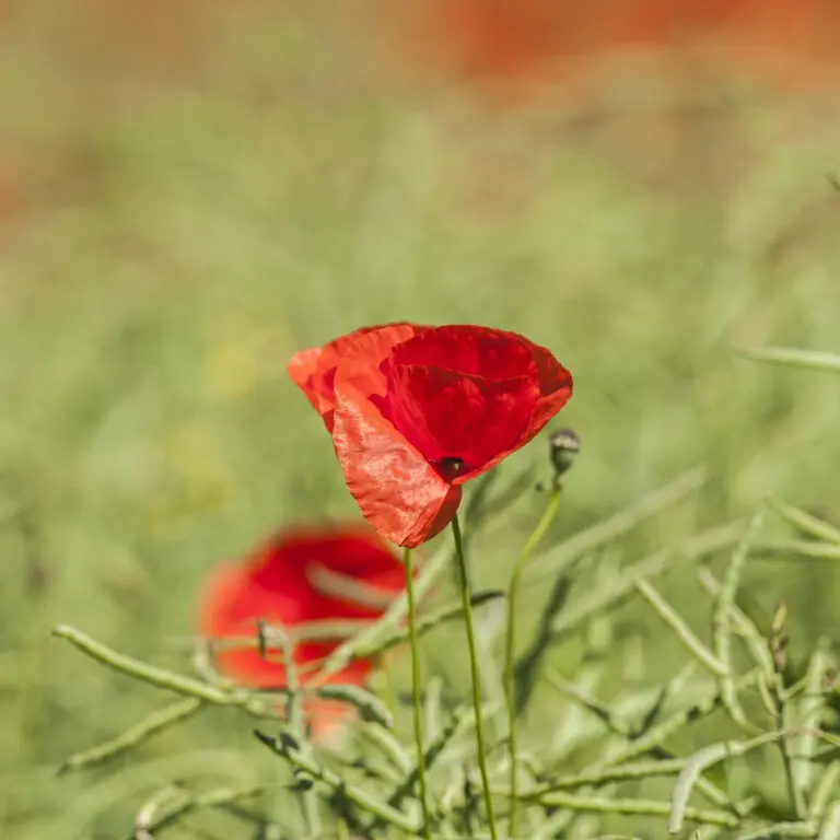 Red flower