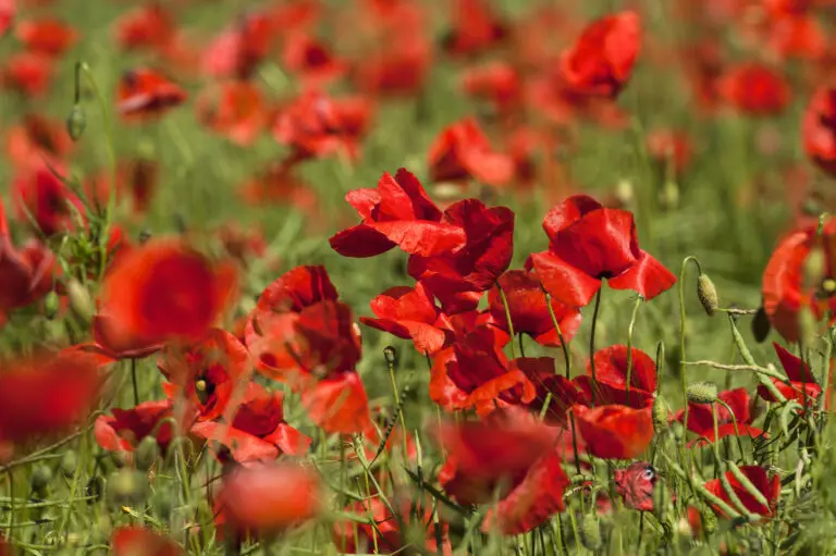 Only red