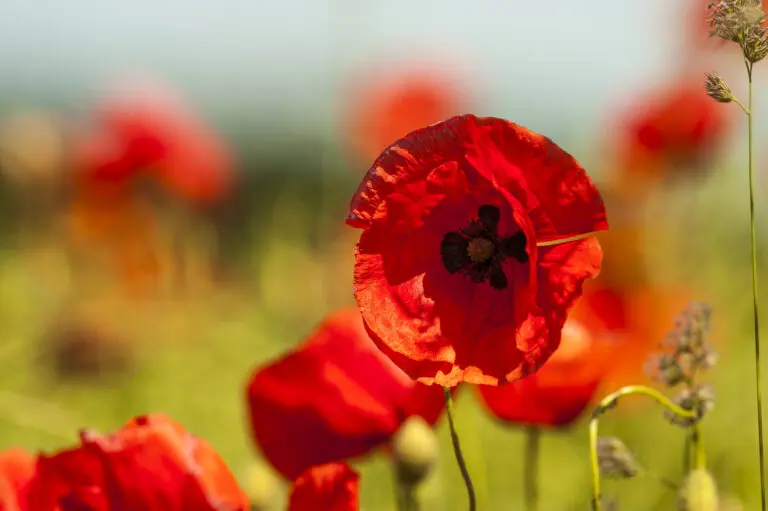 Red Poppy 2
