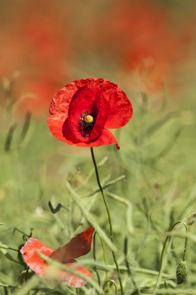 Red Poppy1