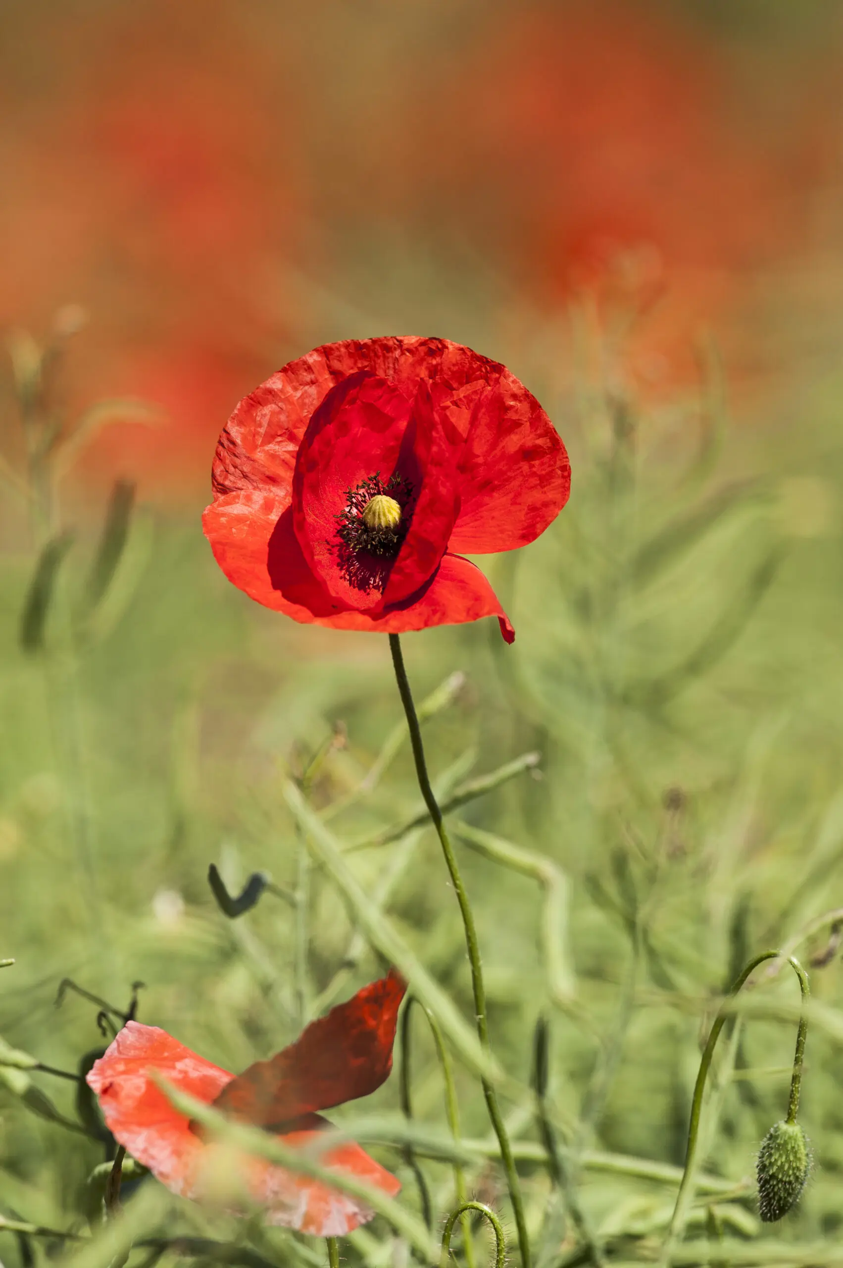 Wandbild (464) Red Poppy1 präsentiert: Natur,Blumen und Blüten