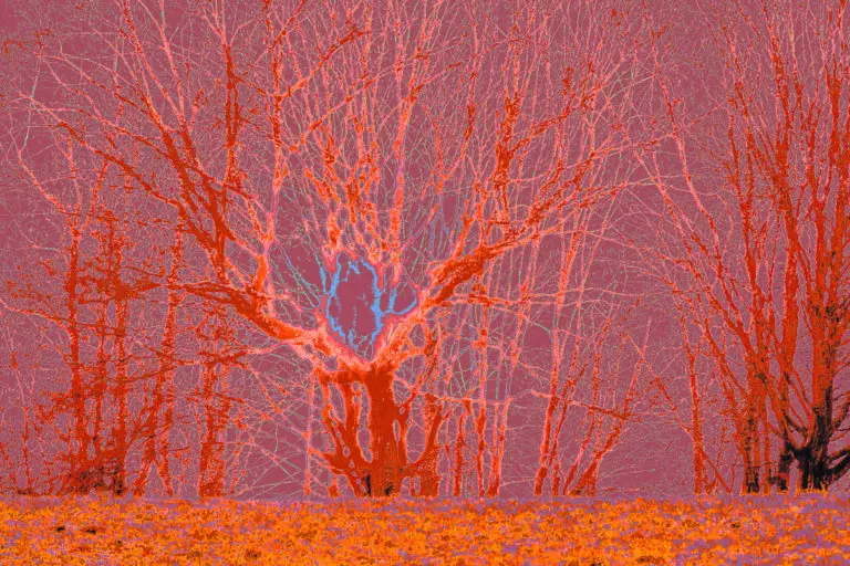in the woods