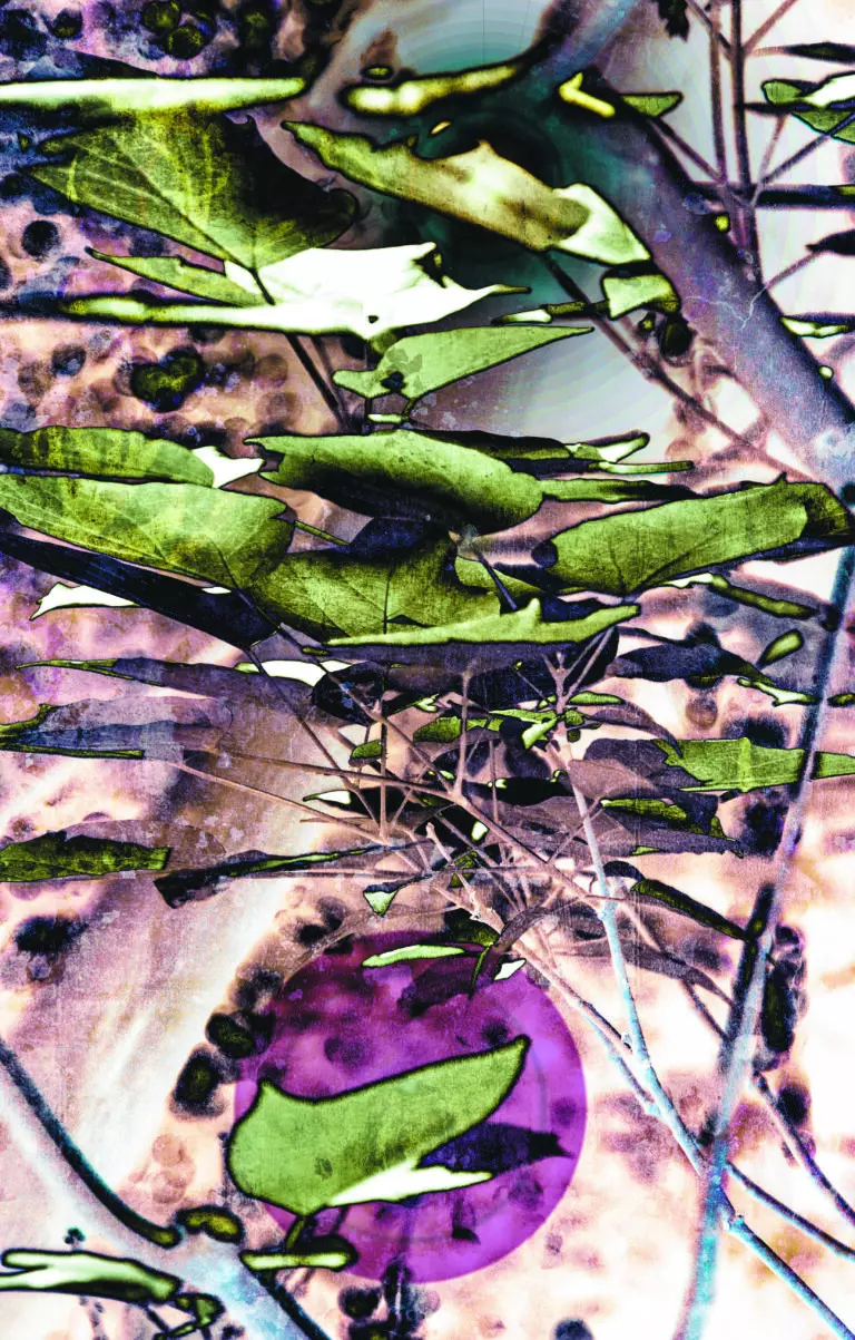 leaves