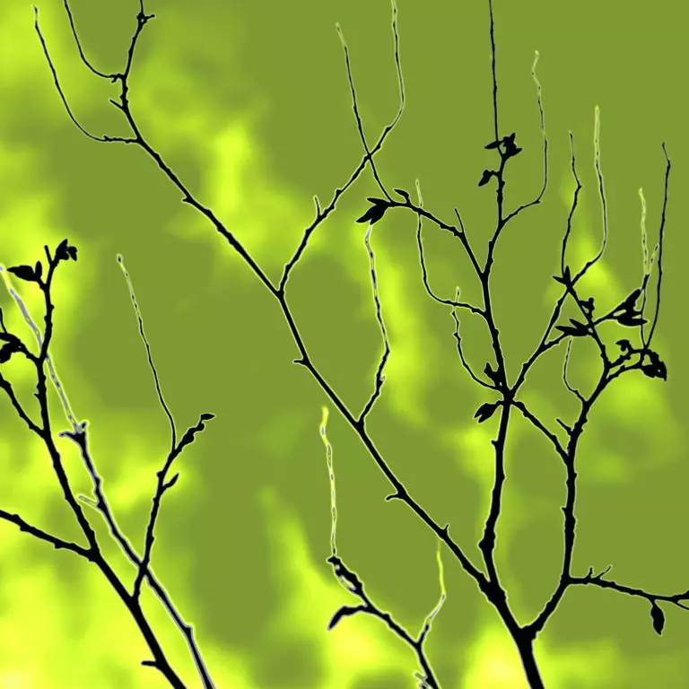  (454) greenish branches präsentiert: Natur, Abstrakt, Kreatives, Sonstige Pflanzen