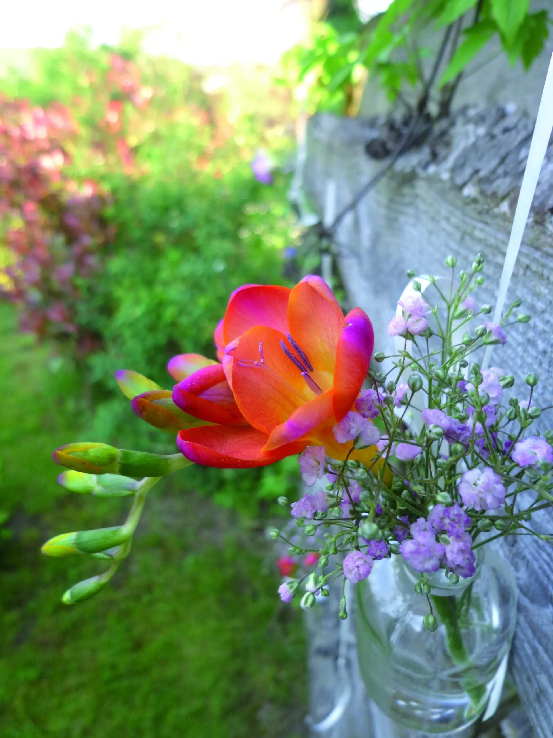 Wandbild (510) Gartenblume präsentiert: Natur,Blumen und Blüten
