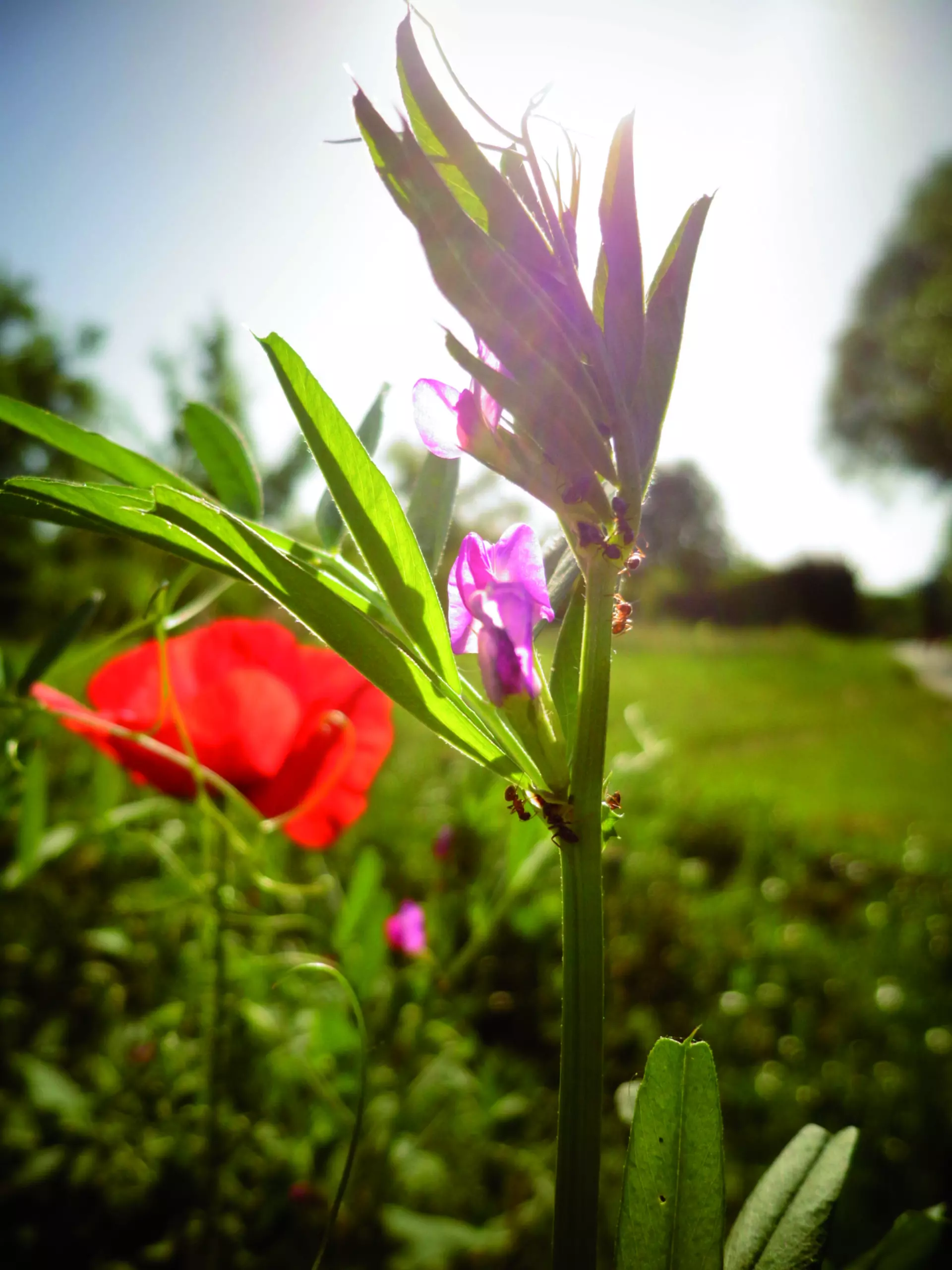Wandbild (508) Ameisen auf Blume präsentiert: Natur,Blumen und Blüten