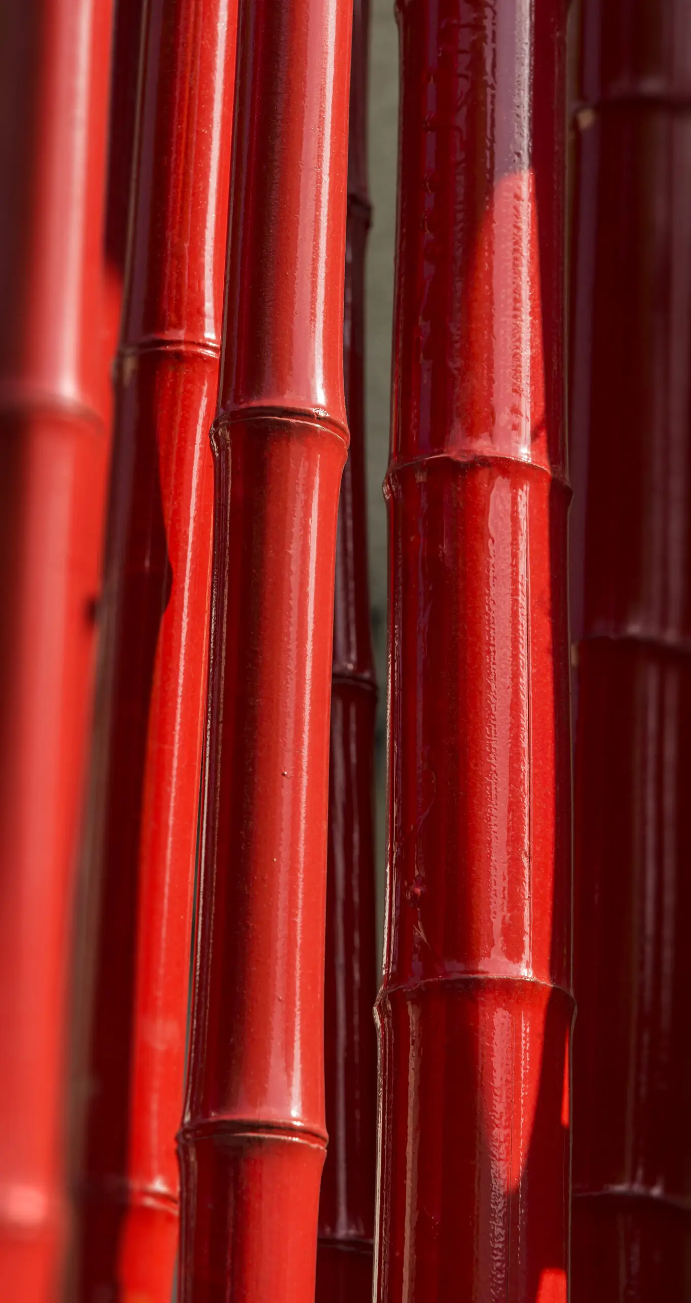 Wandbild (515) Red Bamboo präsentiert: Natur,Makro,Sonstige Pflanzen