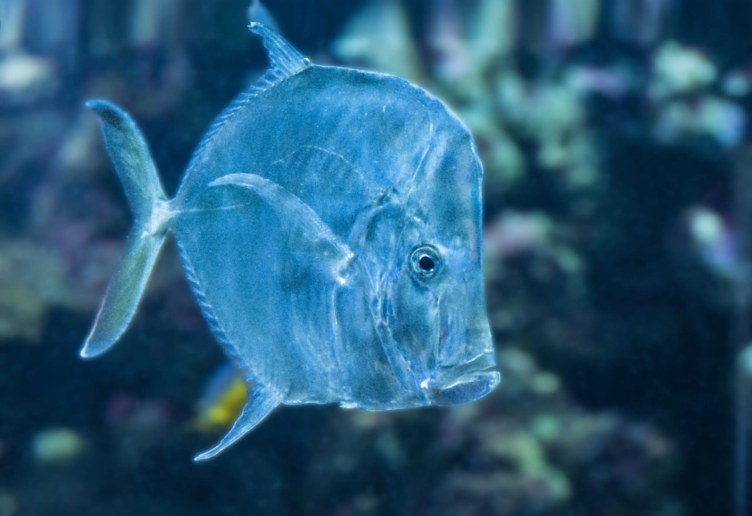 Wandbild (513) Drücker präsentiert: Wasser,Tiere,Fische,Unterwasser