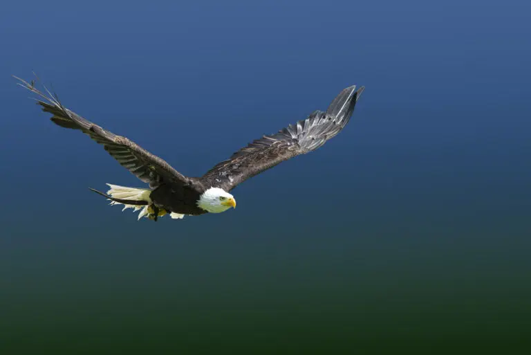  (535) Eagle fly präsentiert: Tiere, Vögel