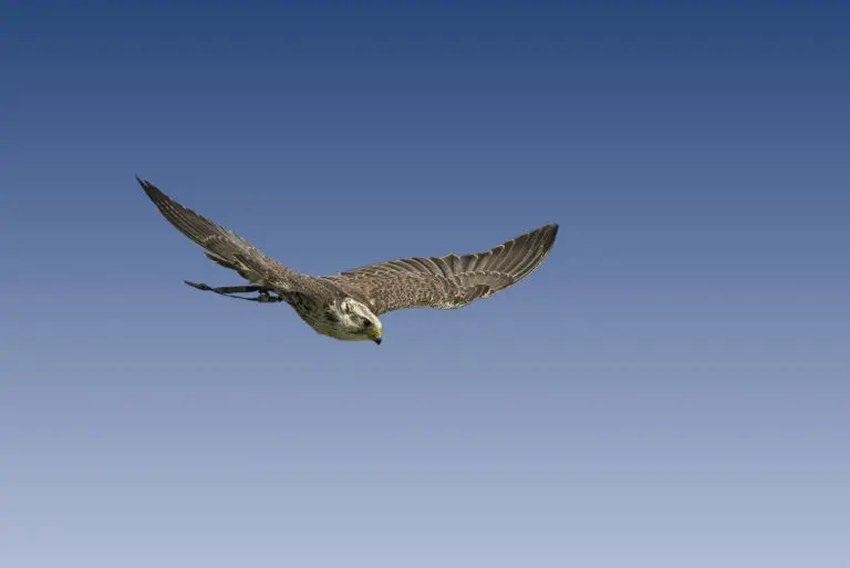  (534) fly high präsentiert: Tiere, Vögel