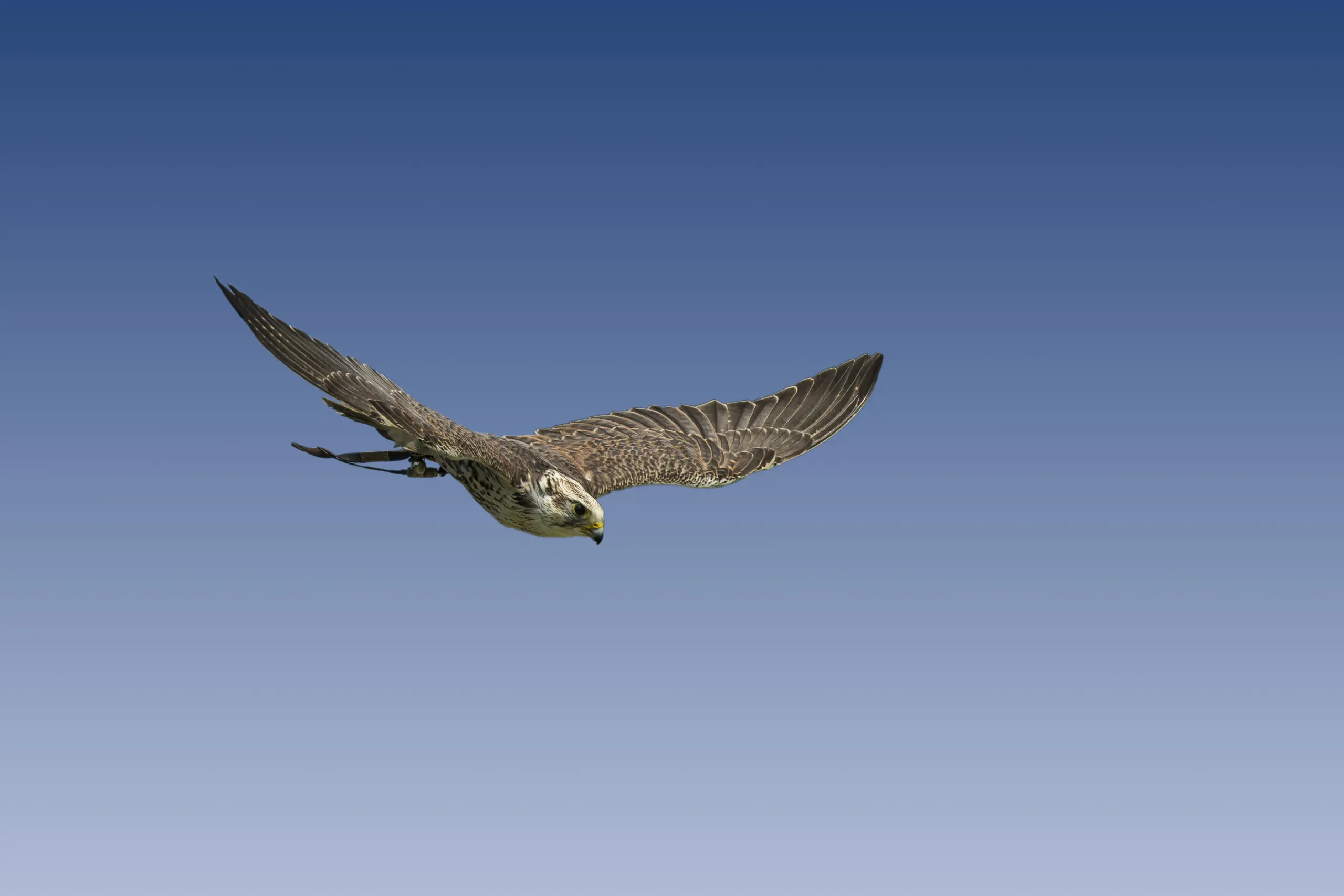 Wandbild (534) fly high präsentiert: Tiere,V&ouml;gel